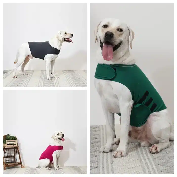 Gilet anti stress pour chien